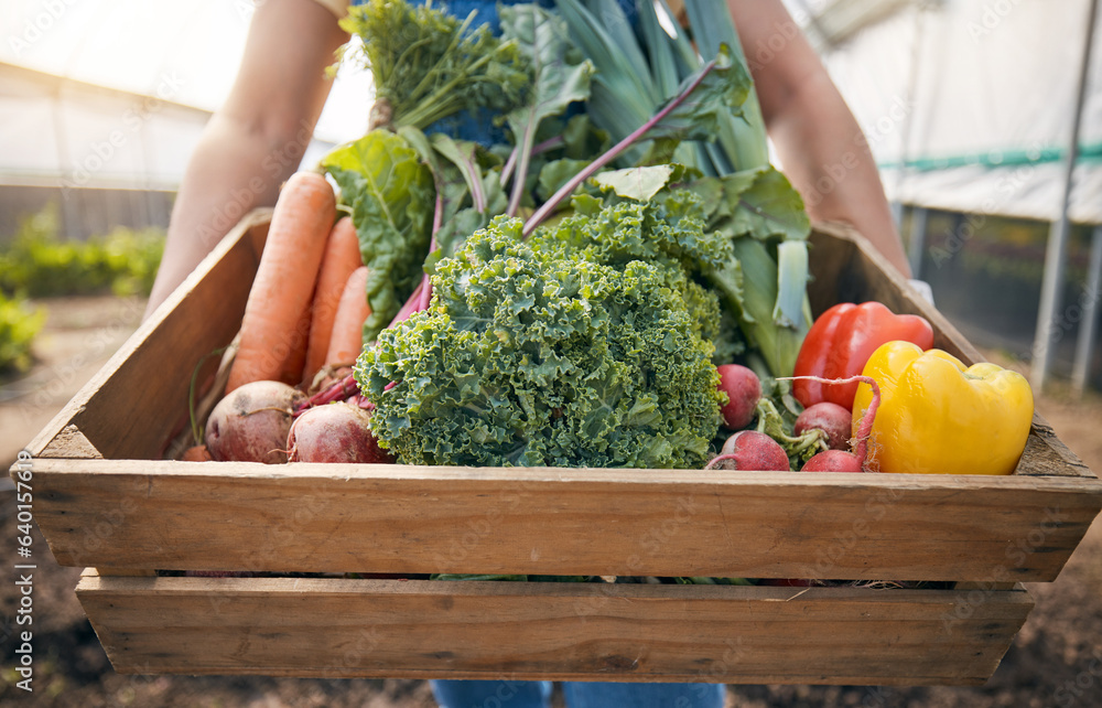 Farmer, hands and vegetables box for agriculture, sustainability or farming in greenhouse and agro b