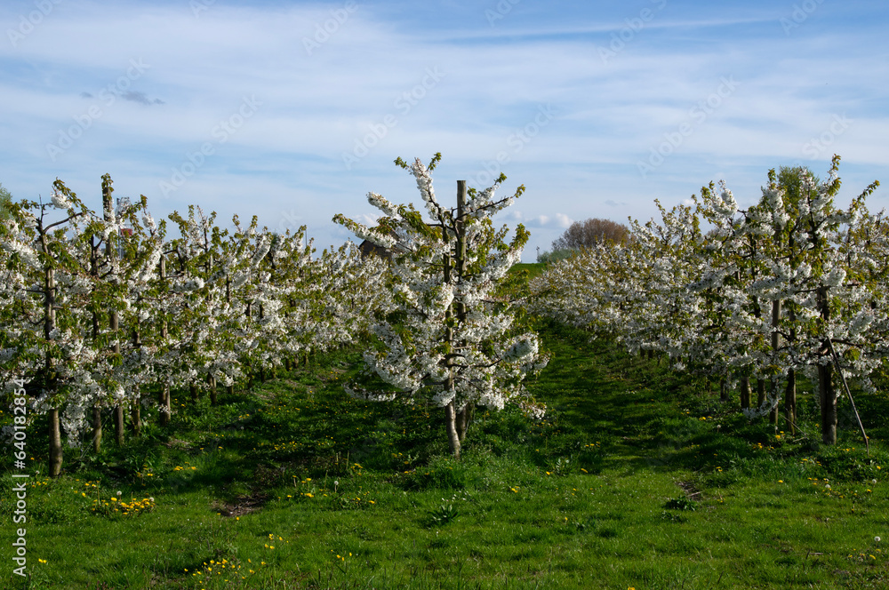 Blooming  tree in the garden