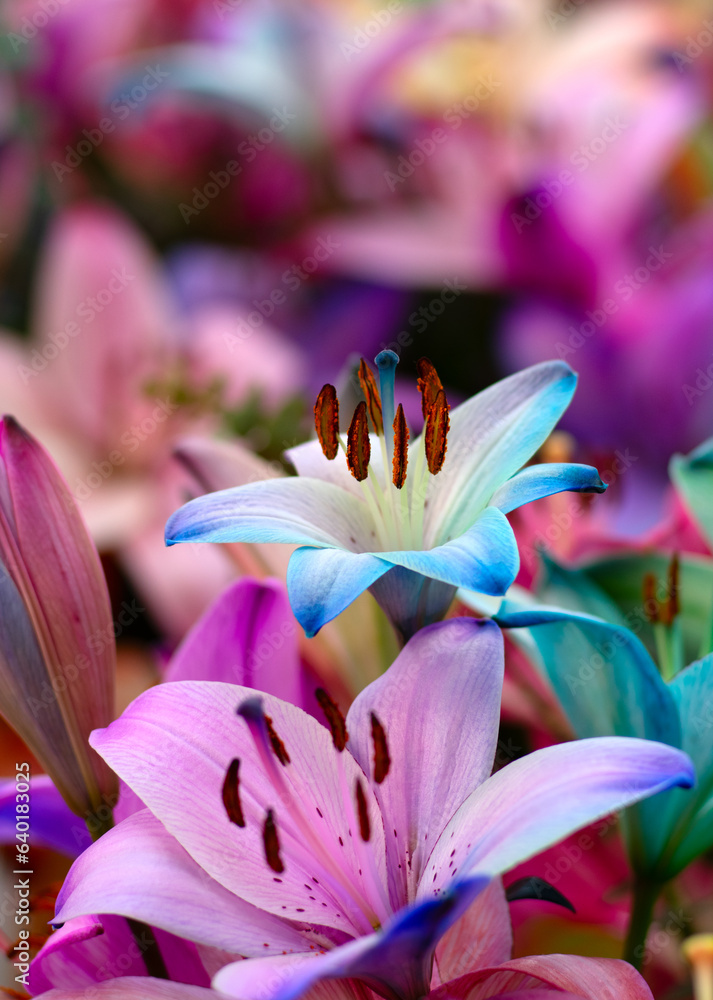 Multi-colored lily close-up