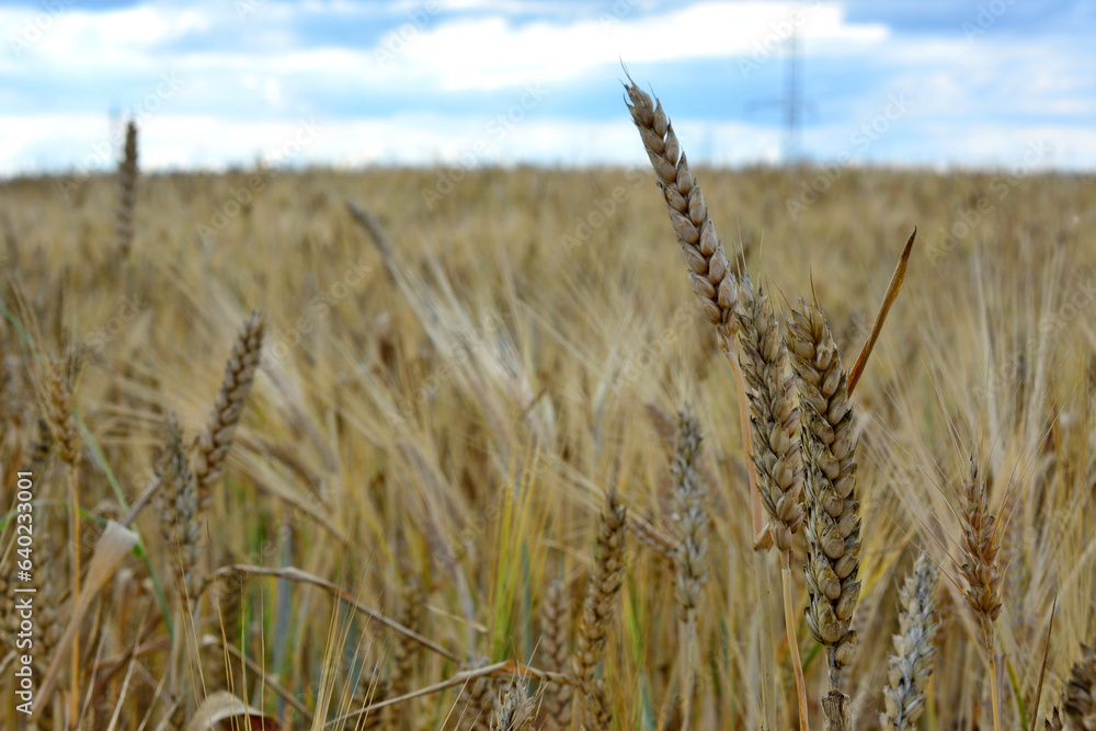 agricultural field with brown wheat ears macrophotography copy space  