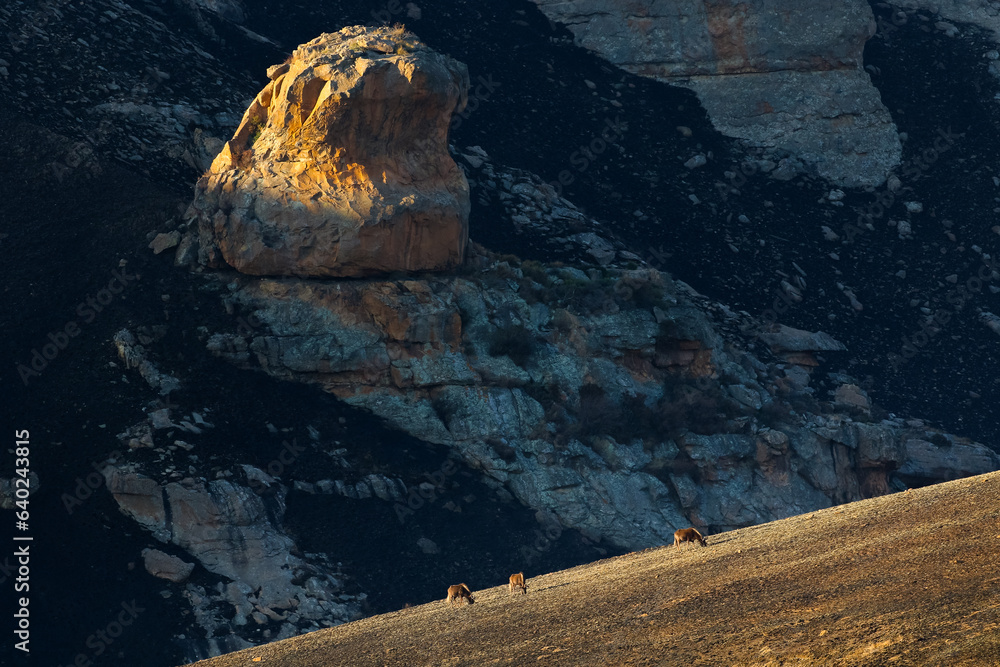 Small herd of wildebeest grazing on a slope with mountain background