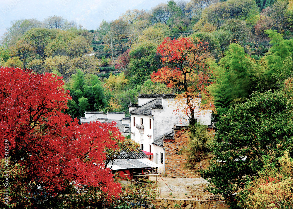 Asian countryside in autumn, red leaves and white houses