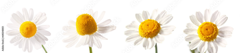 Collection of fresh chamomile flowers on white background, closeup