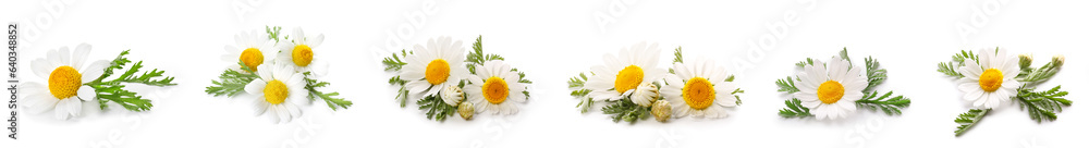 Set of fresh chamomile flowers on white background