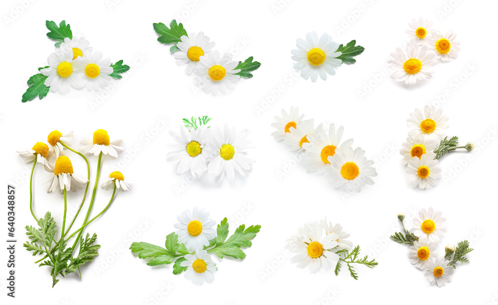 Collection of fresh chamomile flowers on white background