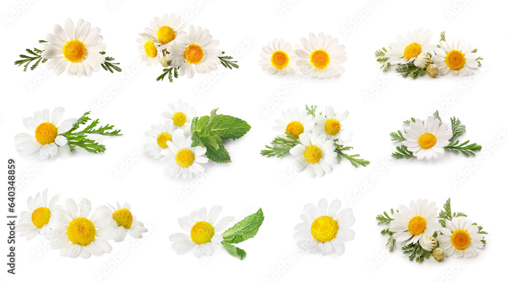 Collection of fresh chamomile flowers on white background