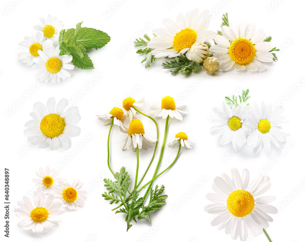 Set of fresh chamomile flowers on white background