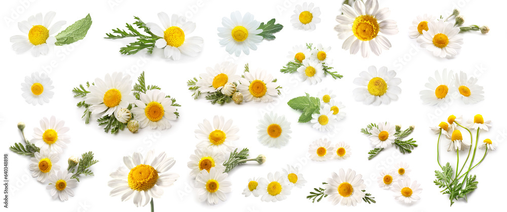 Collage of fresh chamomile flowers on white background