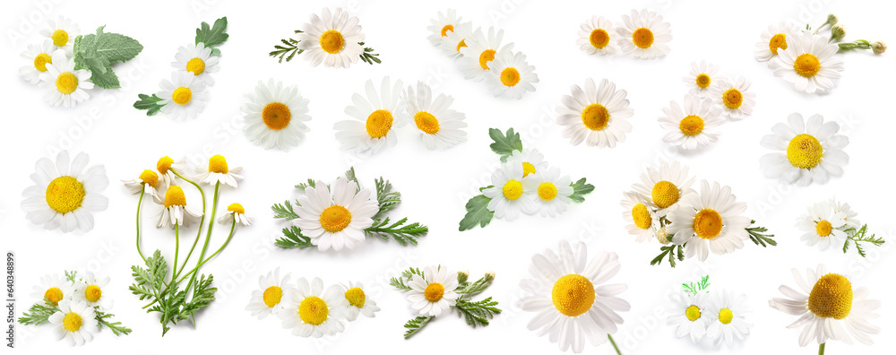 Collage of fresh chamomile flowers on white background