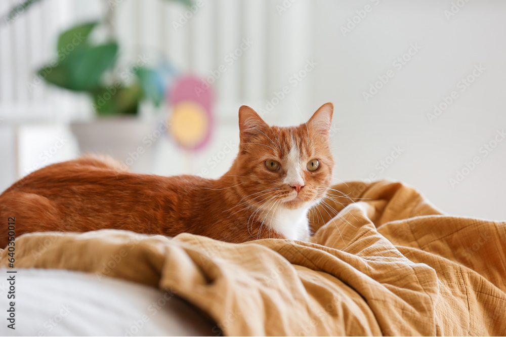 Cute red cat lying on blanket in bedroom