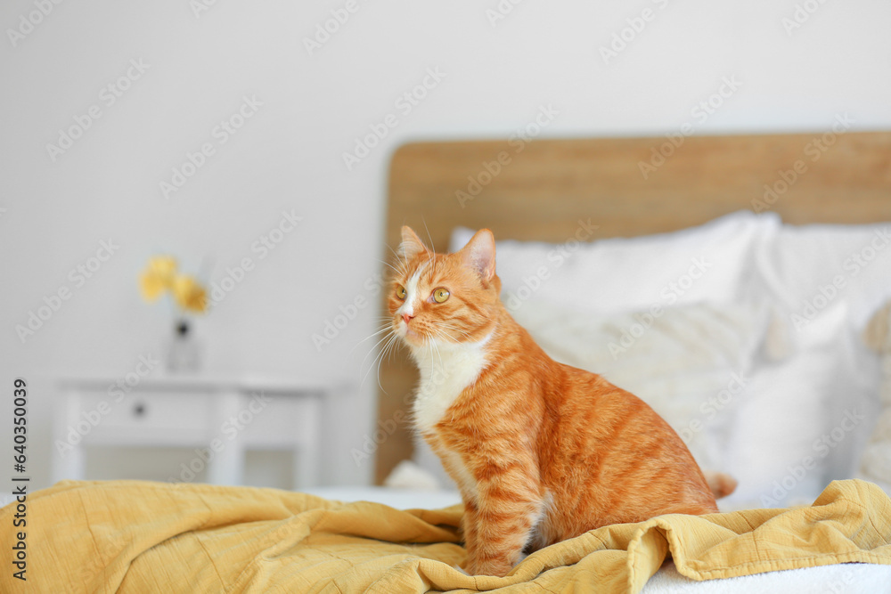 Cute red cat sitting on blanket in bedroom