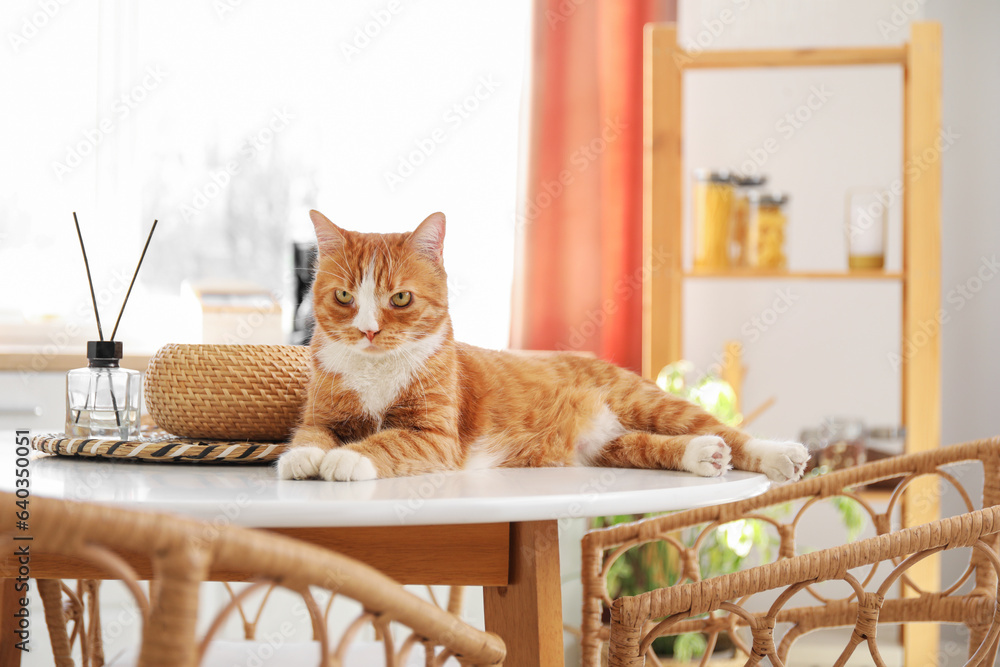 Cute red cat lying on dining table in kitchen