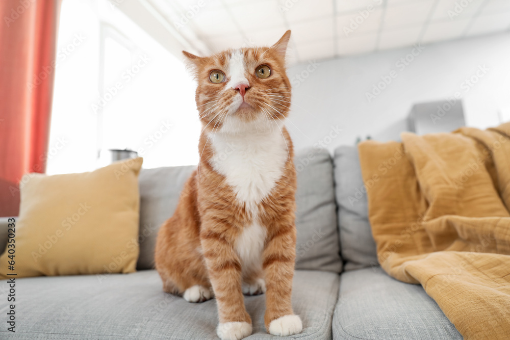 Cute red cat sitting on grey couch at home