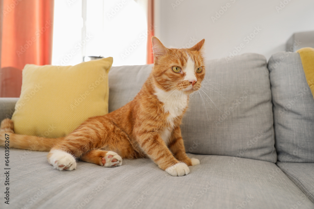 Cute red cat lying on grey couch at home