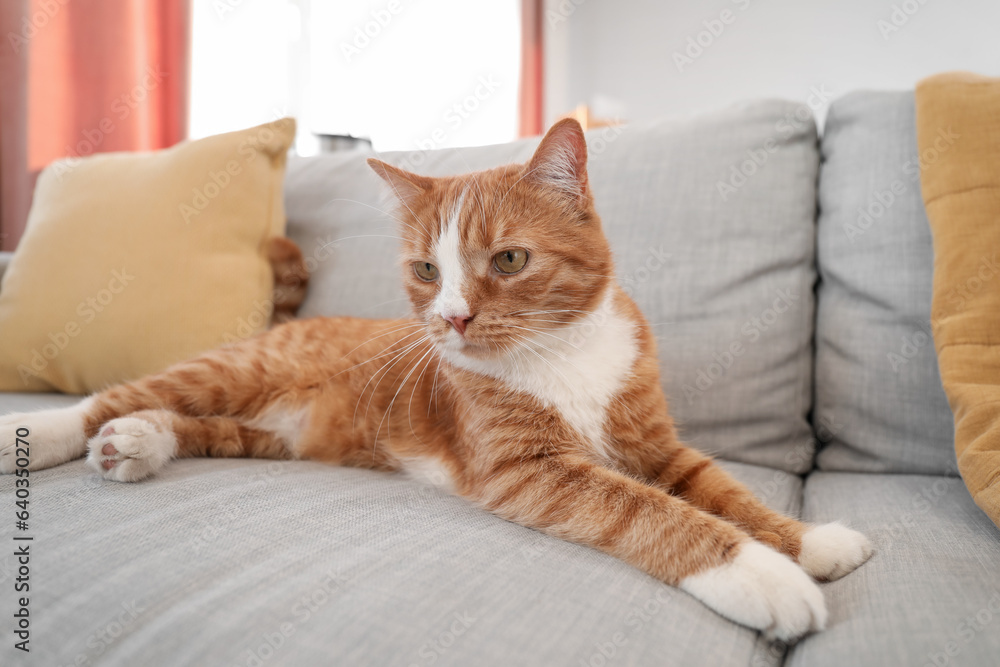 Cute red cat lying on grey couch at home