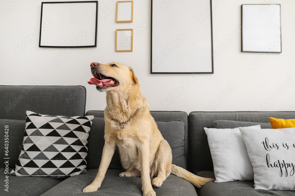 Cute Labrador dog sitting on sofa at home