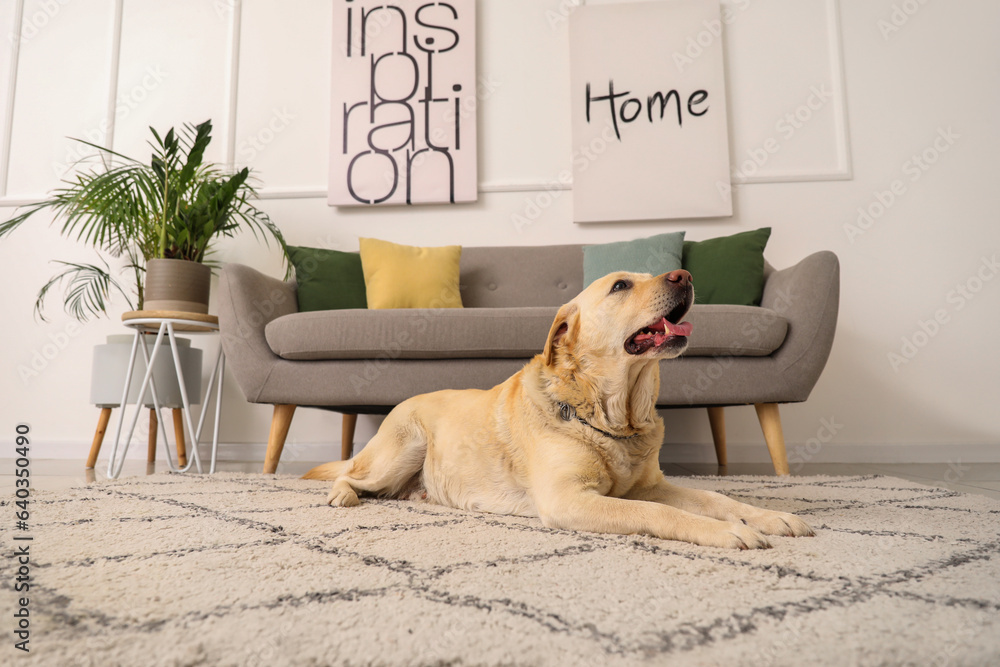 Cute Labrador dog lying on carpet at home