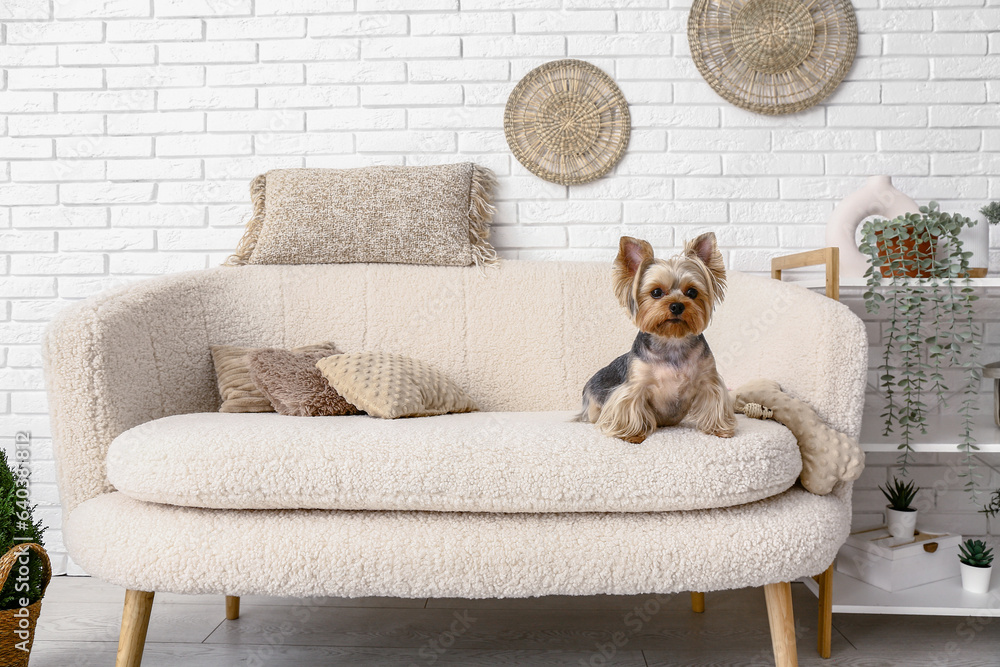 Cute small Yorkshire terrier dog sitting on sofa in living room