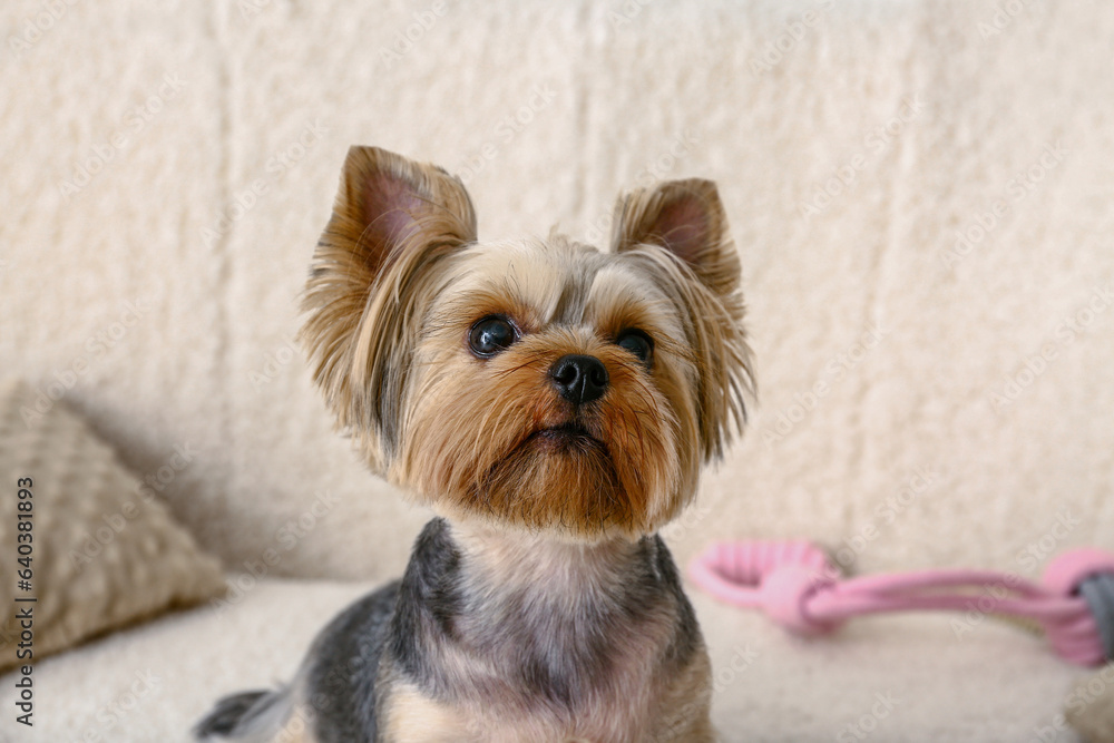 Cute small Yorkshire terrier dog sitting on sofa in living room