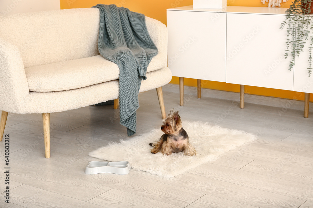 Cute small Yorkshire terrier dog sitting on carpet in living room