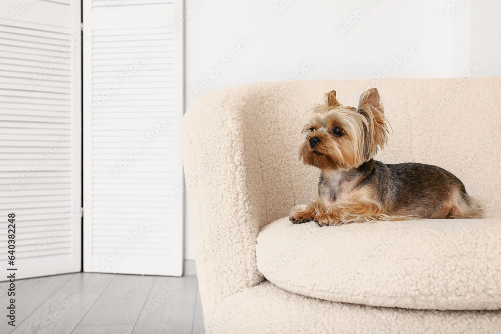 Cute small Yorkshire terrier dog lying on sofa in room