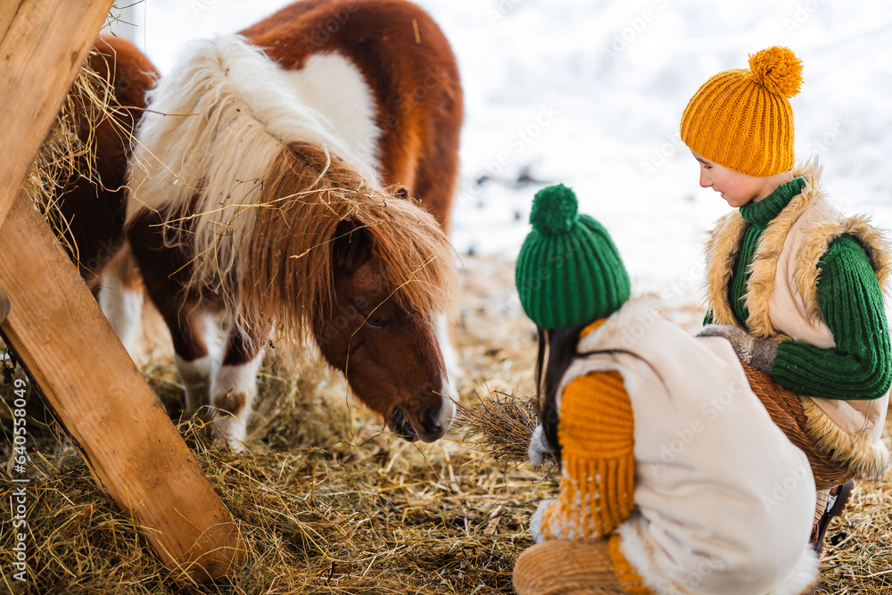 Two small children feed pony with hay in winter. Caring for animals on horse farm.