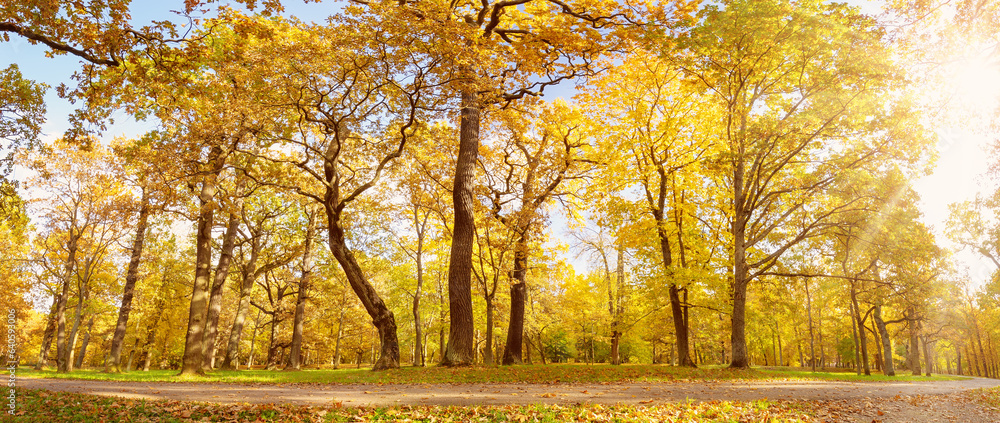 View on the old high trees in autumnal natural park.