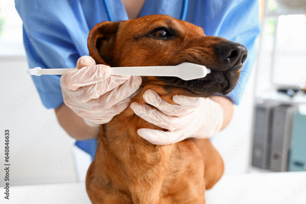 Female veterinarian brushing teeth of dachshund dog in clinic, closeup