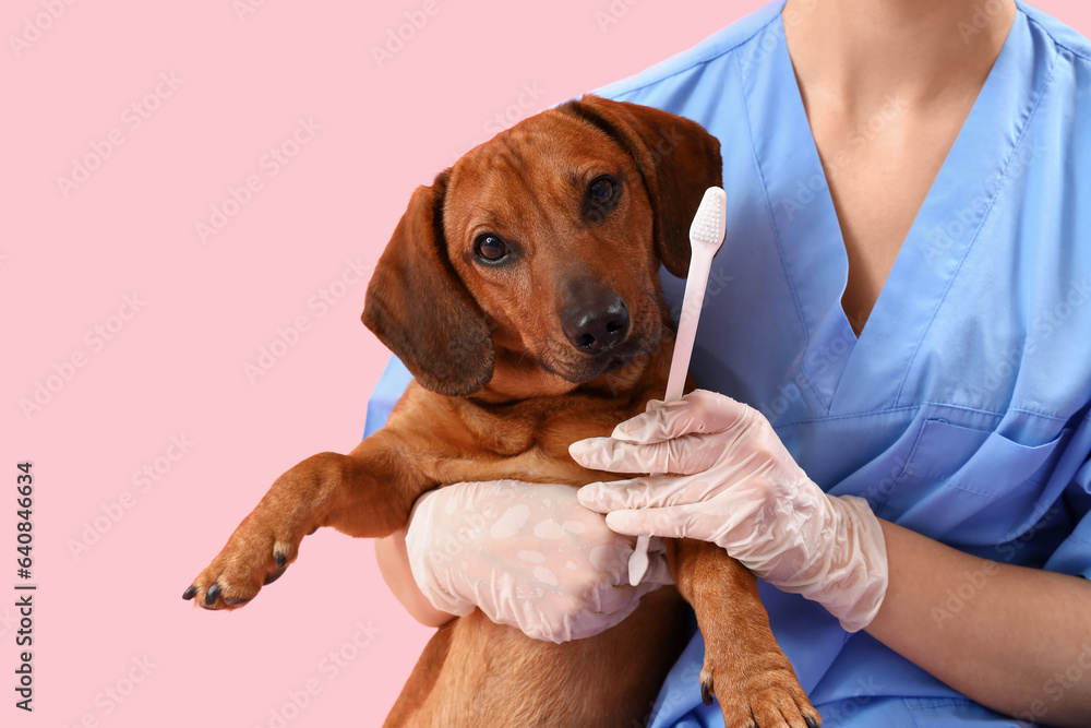 Female veterinarian brushing teeth of dachshund dog on pink background, closeup