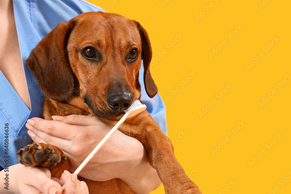 Female veterinarian brushing teeth of dachshund dog on yellow background, closeup