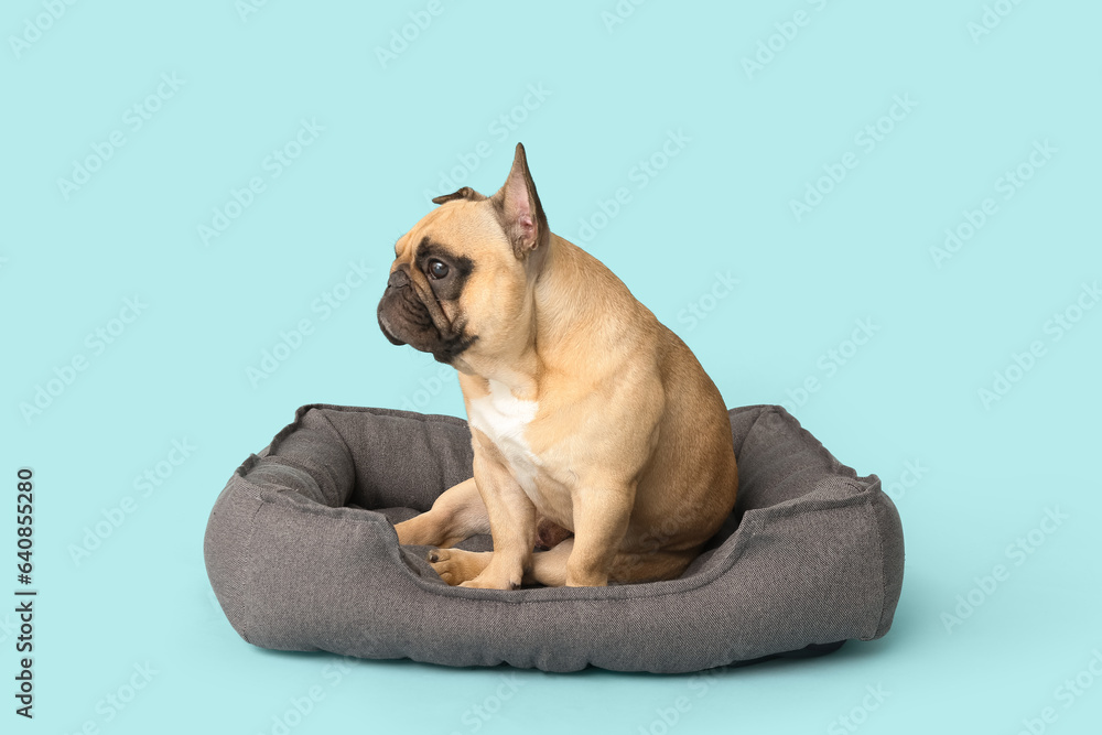 Cute French bulldog in pet bed on blue background