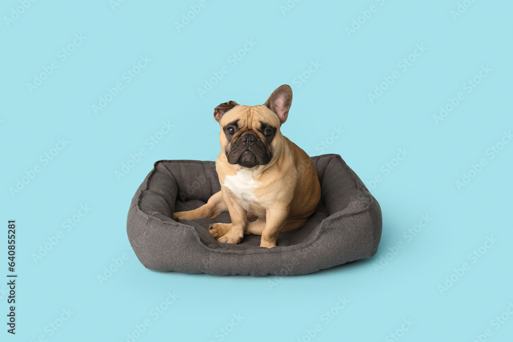 Cute French bulldog in pet bed on blue background