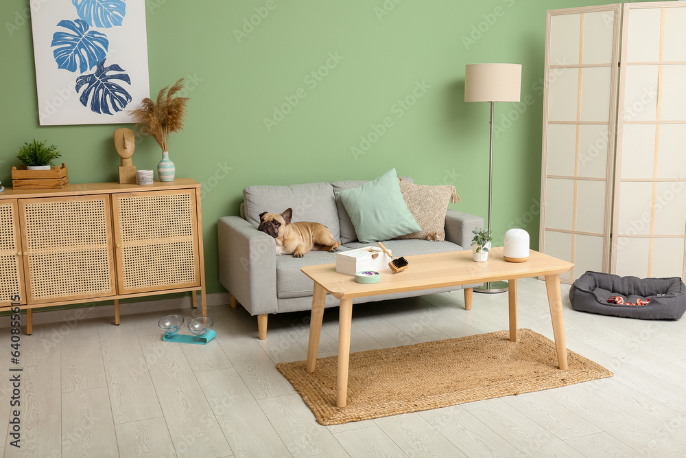 Cute French bulldog lying on sofa in living room