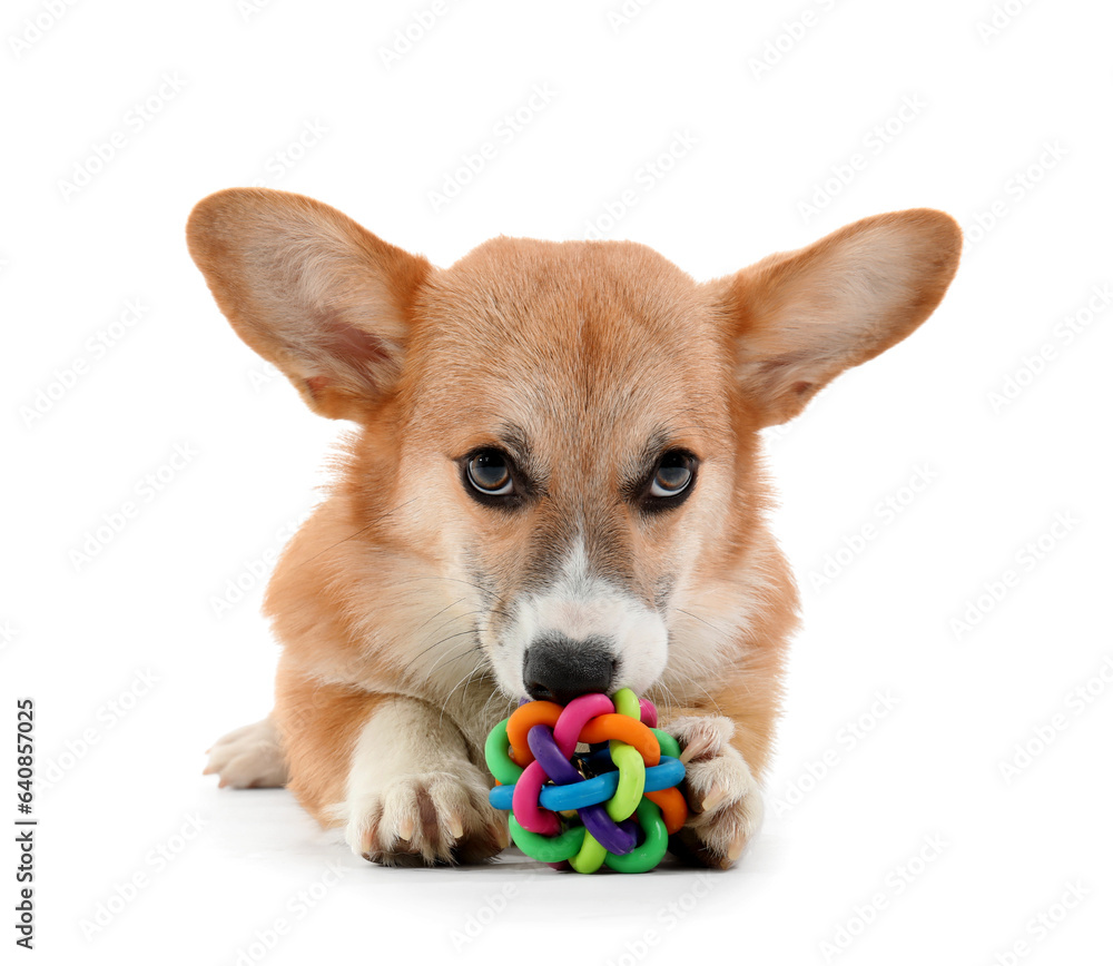 Cute Corgi dog playing with toy isolated on white background