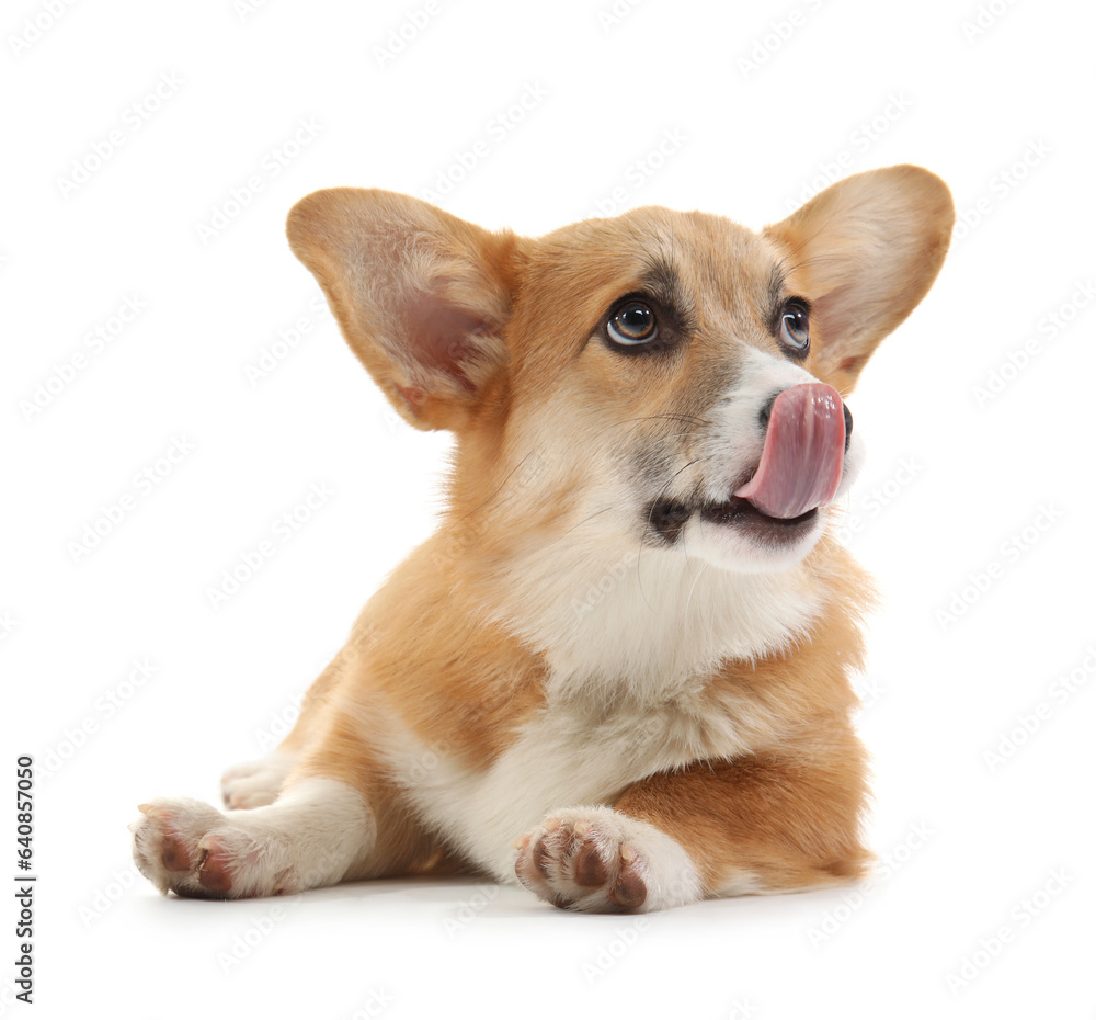 Cute Corgi dog licking nose isolated on white background