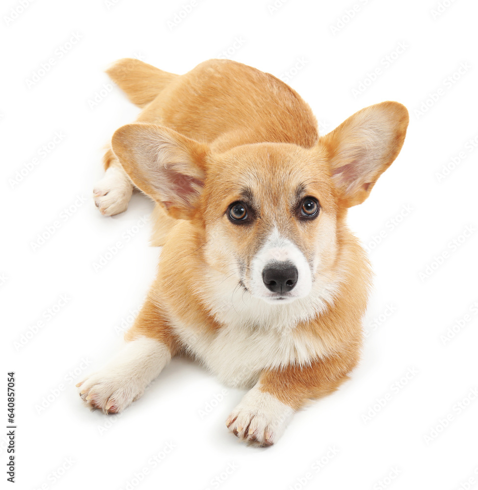 Cute Corgi dog isolated on white background