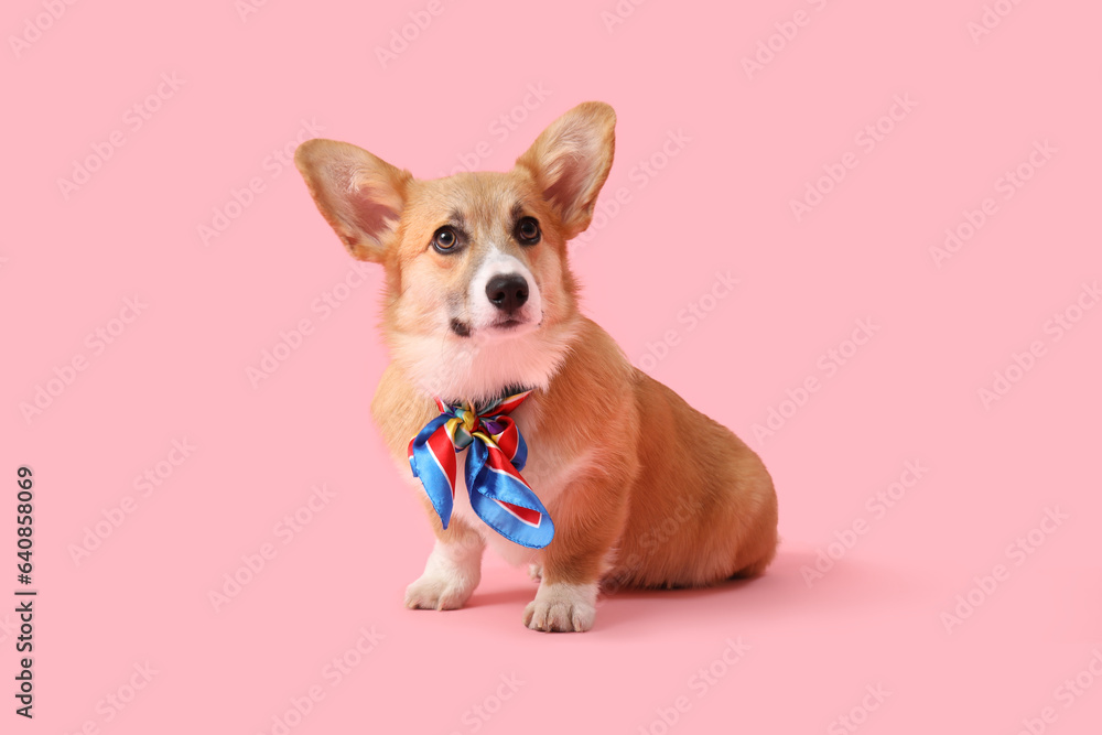 Cute Corgi dog with colorful bow on pink background