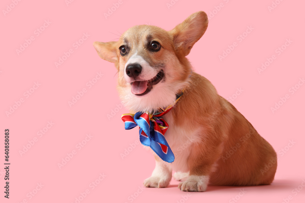 Cute Corgi dog with colorful bow on pink background