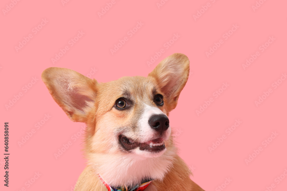 Cute Corgi dog with colorful bow on pink background