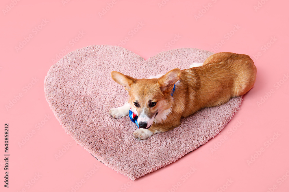 Cute Corgi dog with colorful bow lying on heart shaped rug against pink background