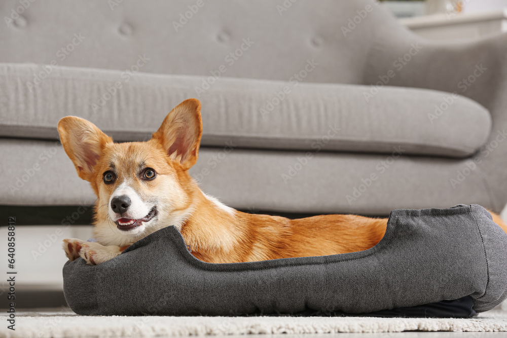 Cute Corgi dog lying in pet bed near grey sofa