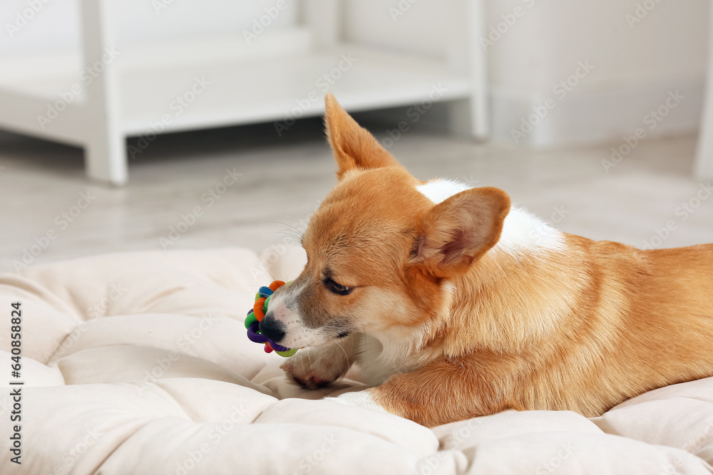 Cute Corgi dog playing with toy on soft blanket