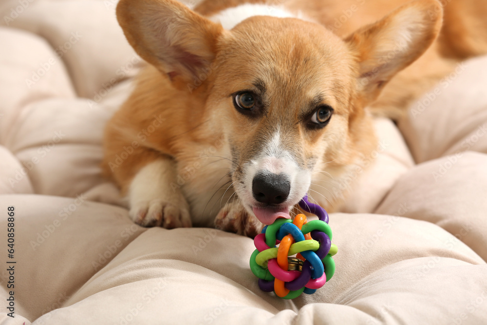 Cute Corgi dog playing with toy on soft blanket