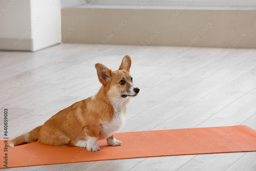 Cute Corgi dog sitting on yoga mat