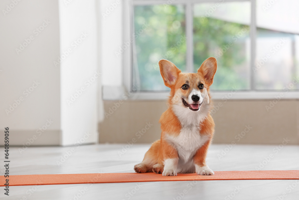 Cute Corgi dog sitting on yoga mat