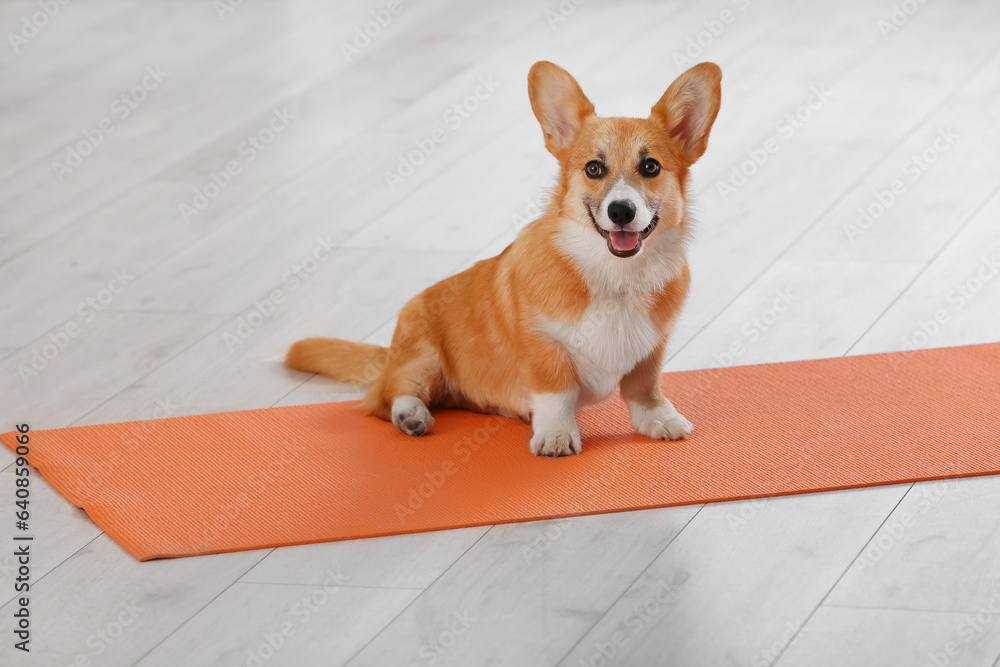 Cute Corgi dog sitting on yoga mat