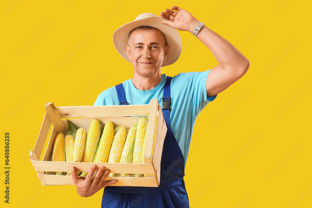 Mature male farmer with wooden box full of ripe corn cobs on yellow background