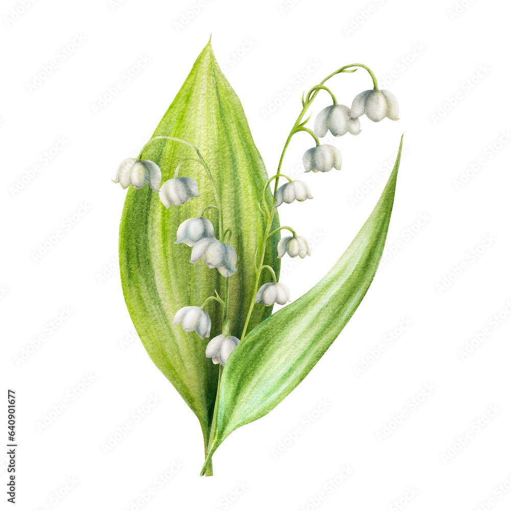 Watercolor lily of the valley flowers isolated on white background. Spring hand painted illustration