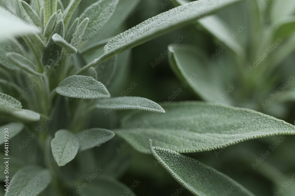 rain drops on the sage  leaves