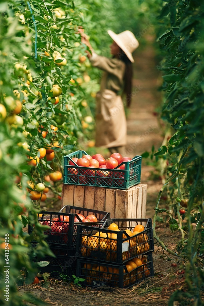 With bunch of tomatoes. Little girl is in the garden